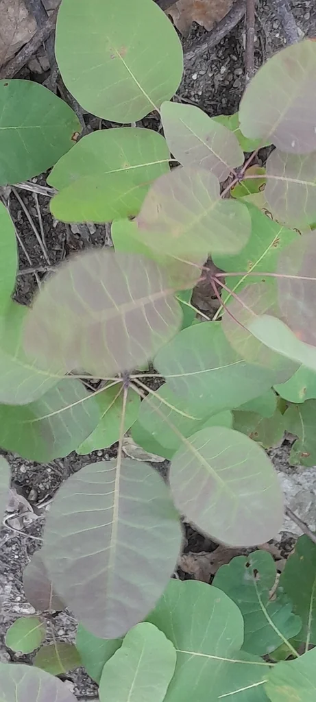 Cotinus coggygria