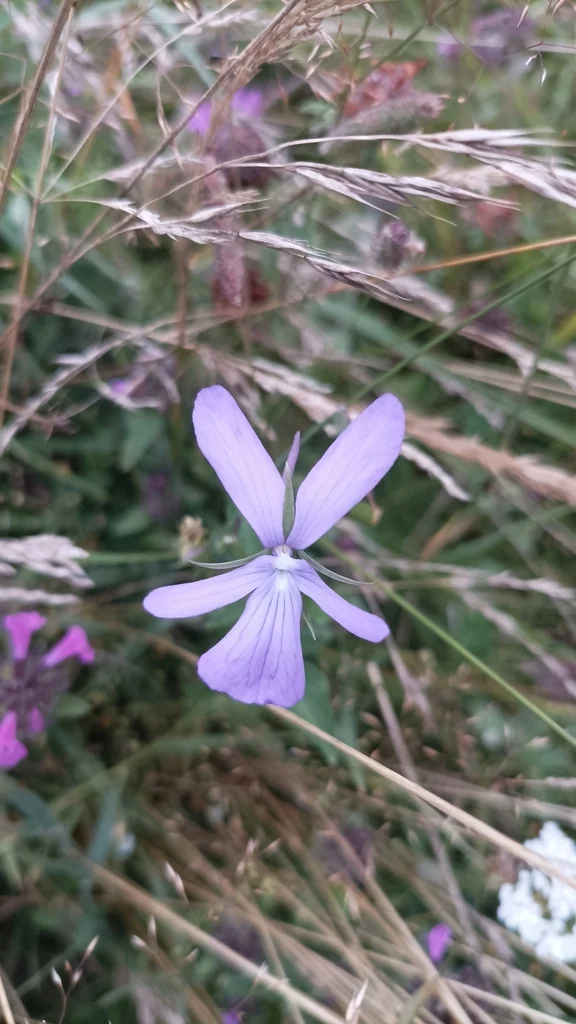 Viola Cornuta