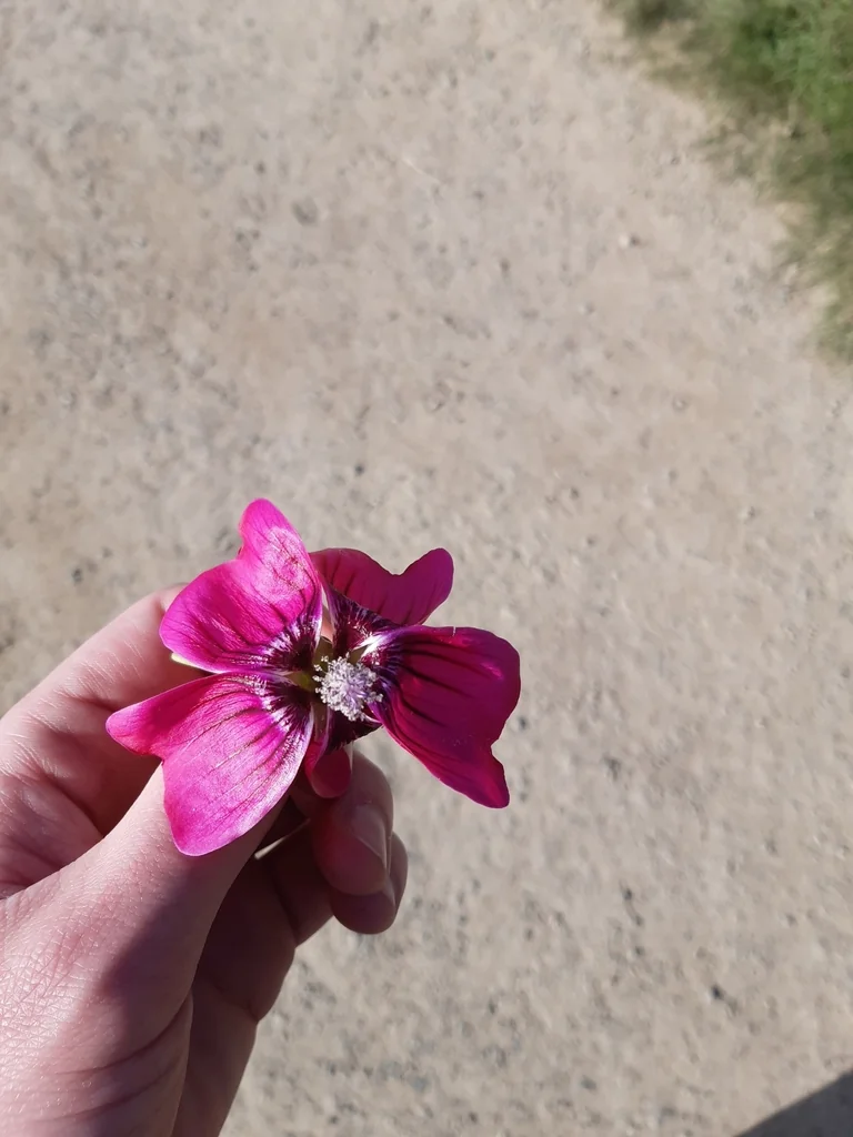 Lavatera Assurgentiflora