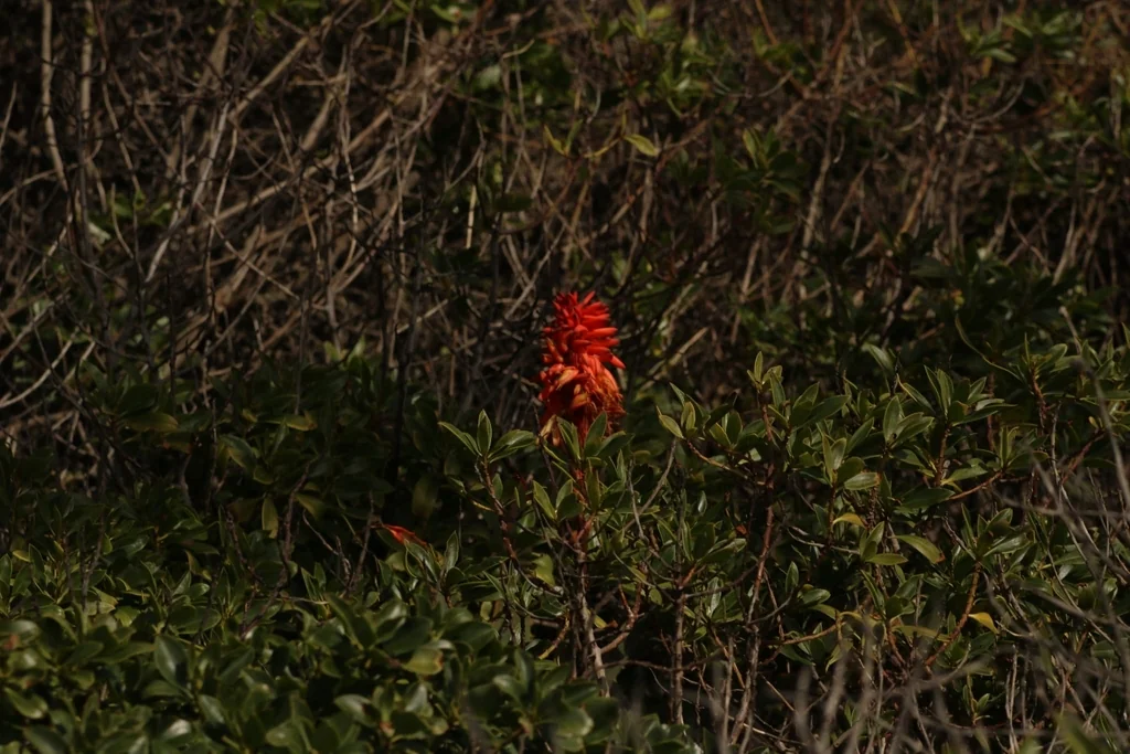 Kniphofia Uvaria