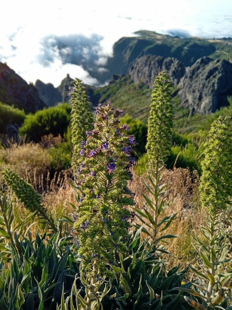 Echium Candicans