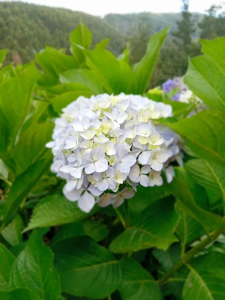 Hydrangea macrophylla