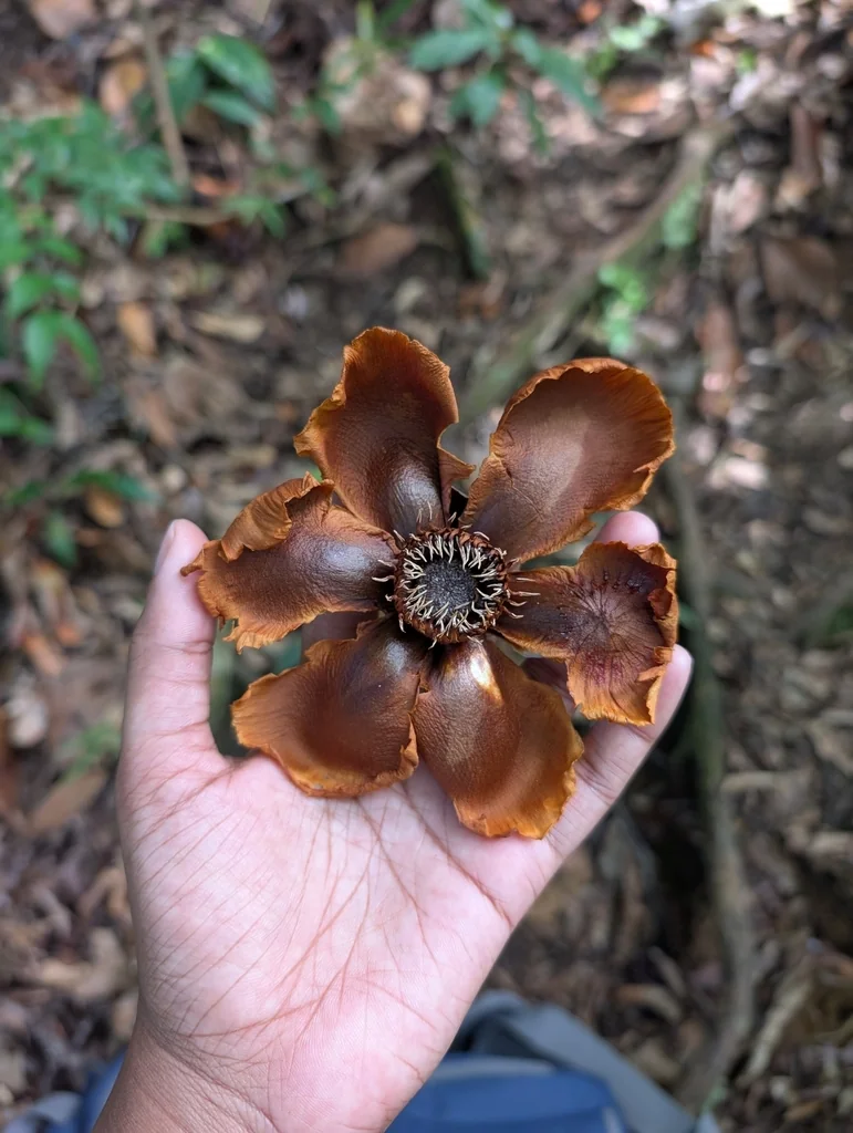 Clusia rosea
