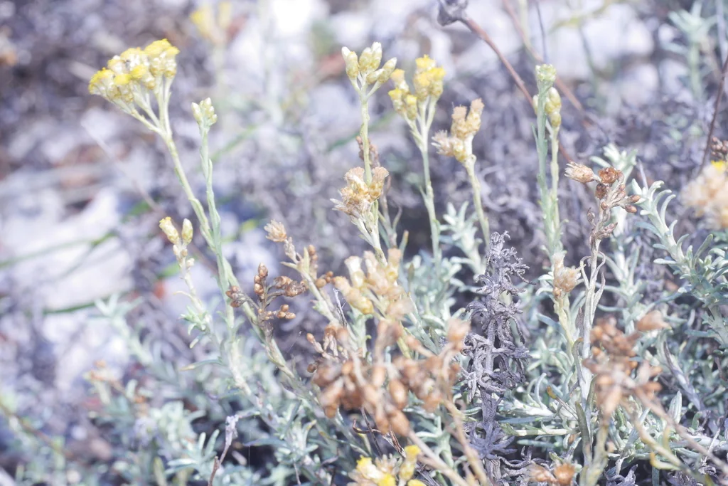 Helichrysum Italicum