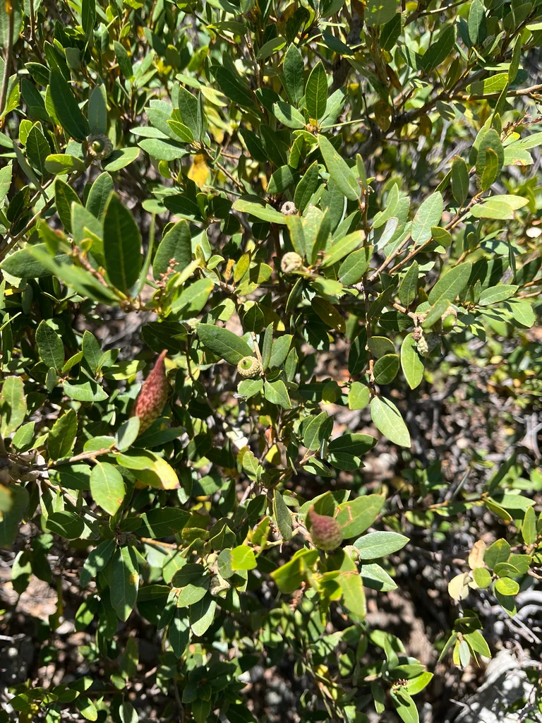 Quercus Vaccinifolia