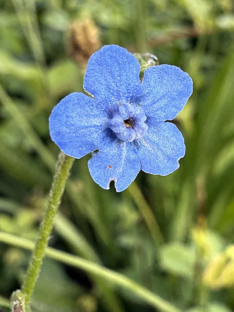 Cynoglossum Amabile