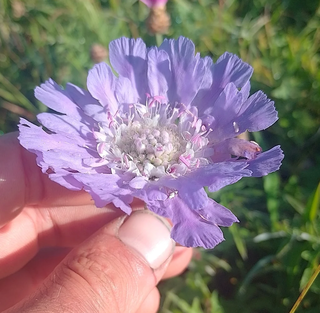 Scabiosa Caucasica