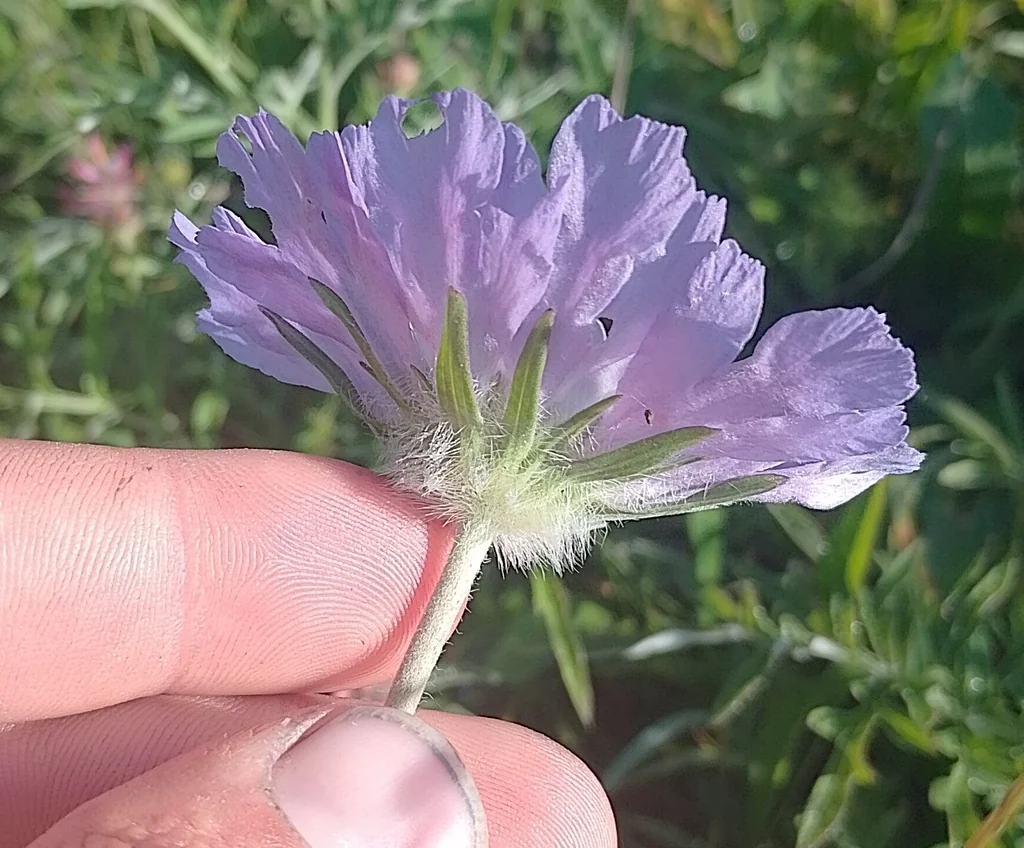 Scabiosa Caucasica