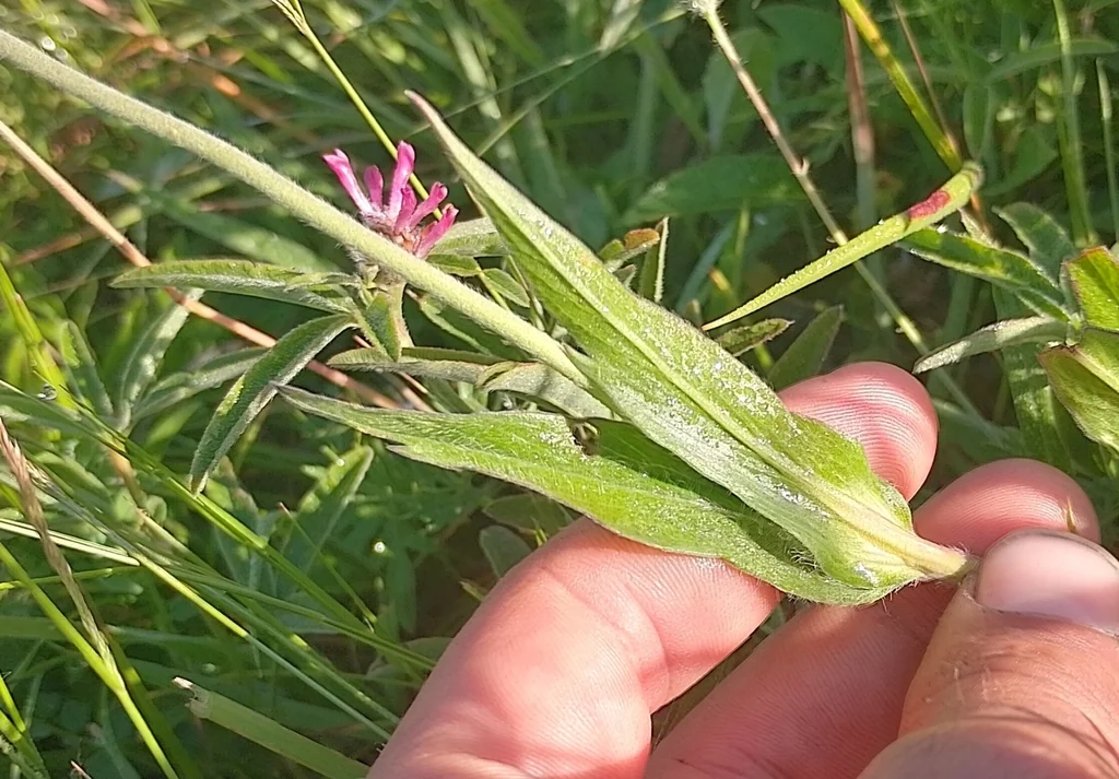 Scabiosa Caucasica