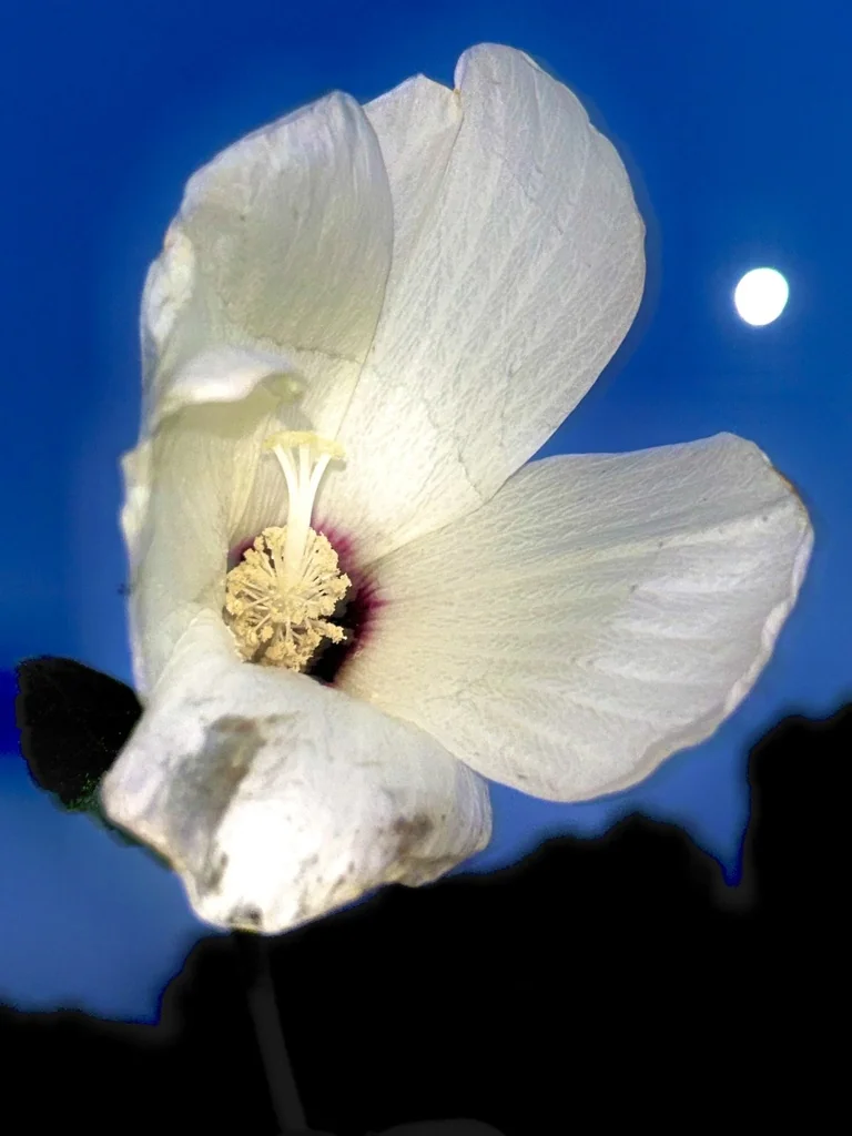 Hibiscus Lasiocarpos Var. Occidentalis