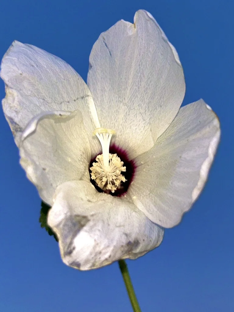 Hibiscus Lasiocarpos Var. Occidentalis