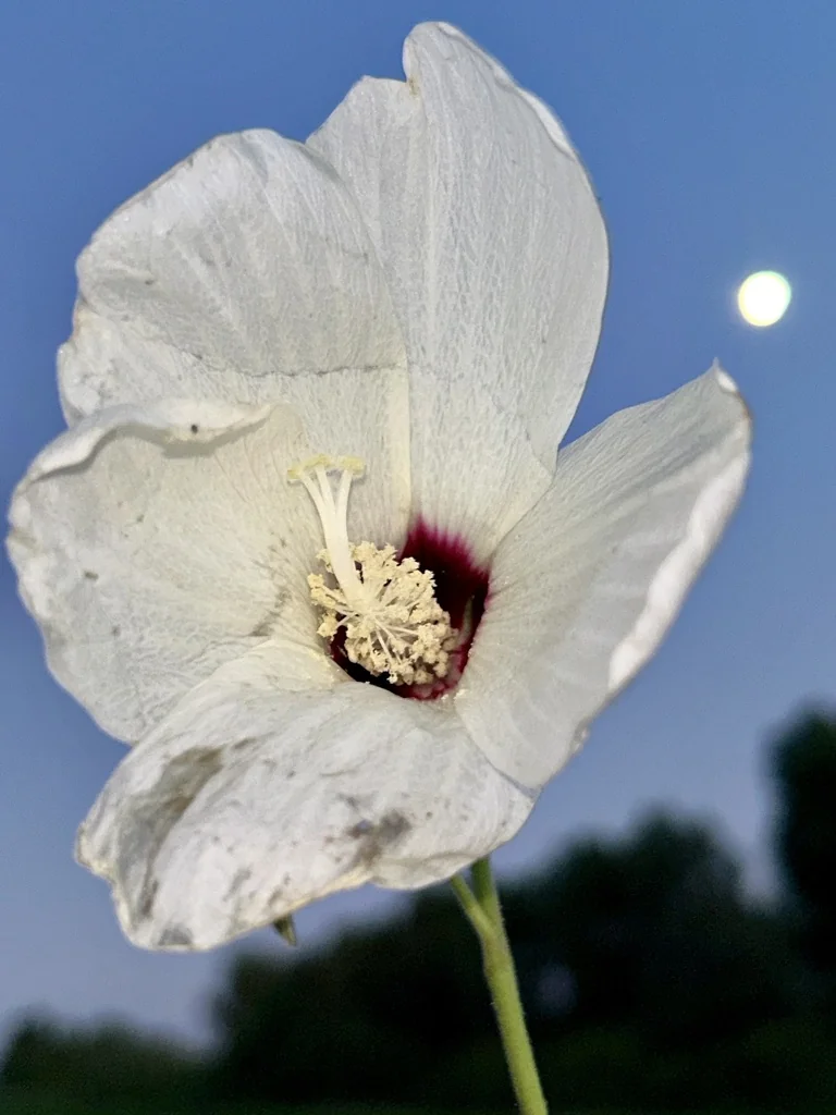 Hibiscus Lasiocarpos Var. Occidentalis