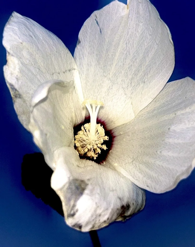 Hibiscus Lasiocarpos Var. Occidentalis
