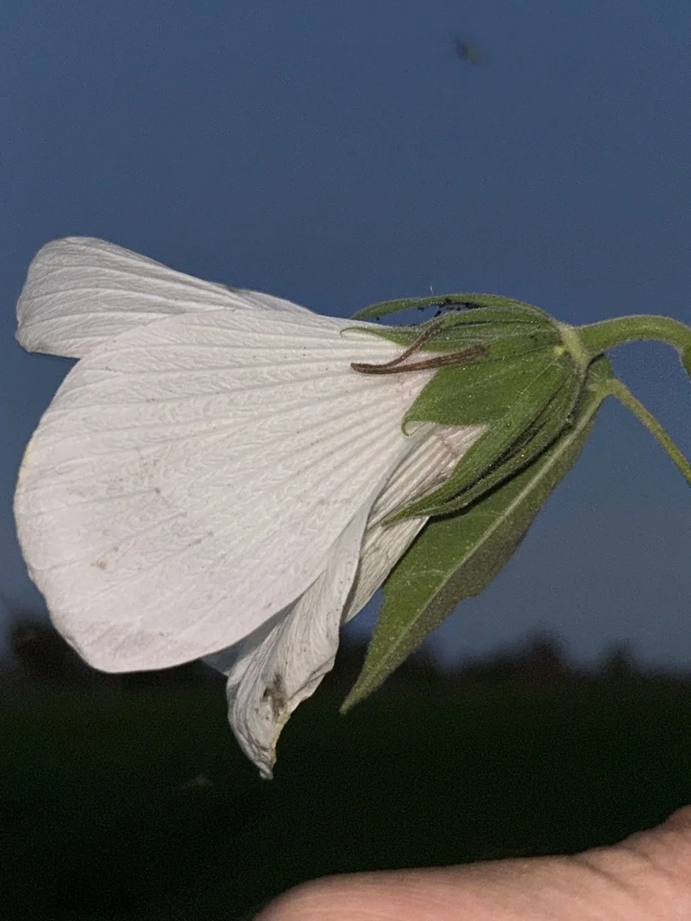 Hibiscus Lasiocarpos Var. Occidentalis