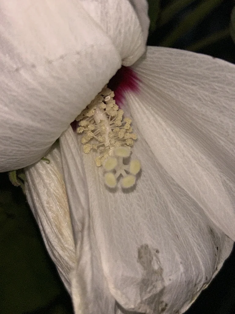 Hibiscus Lasiocarpos Var. Occidentalis