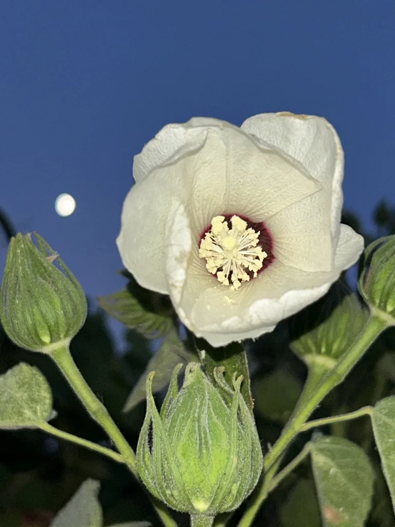 Hibiscus Lasiocarpos Var. Occidentalis