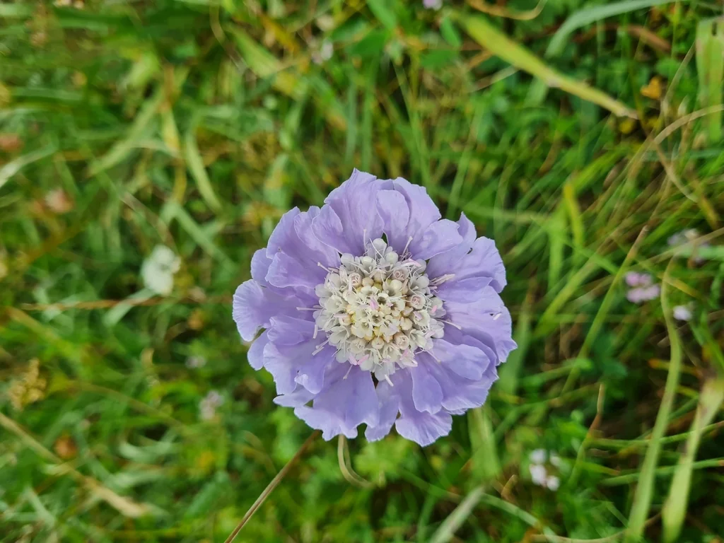 Scabiosa Caucasica