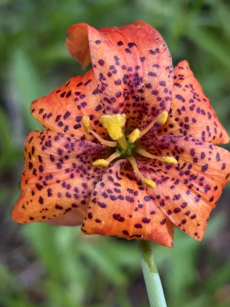 Lilium Pardalinum
