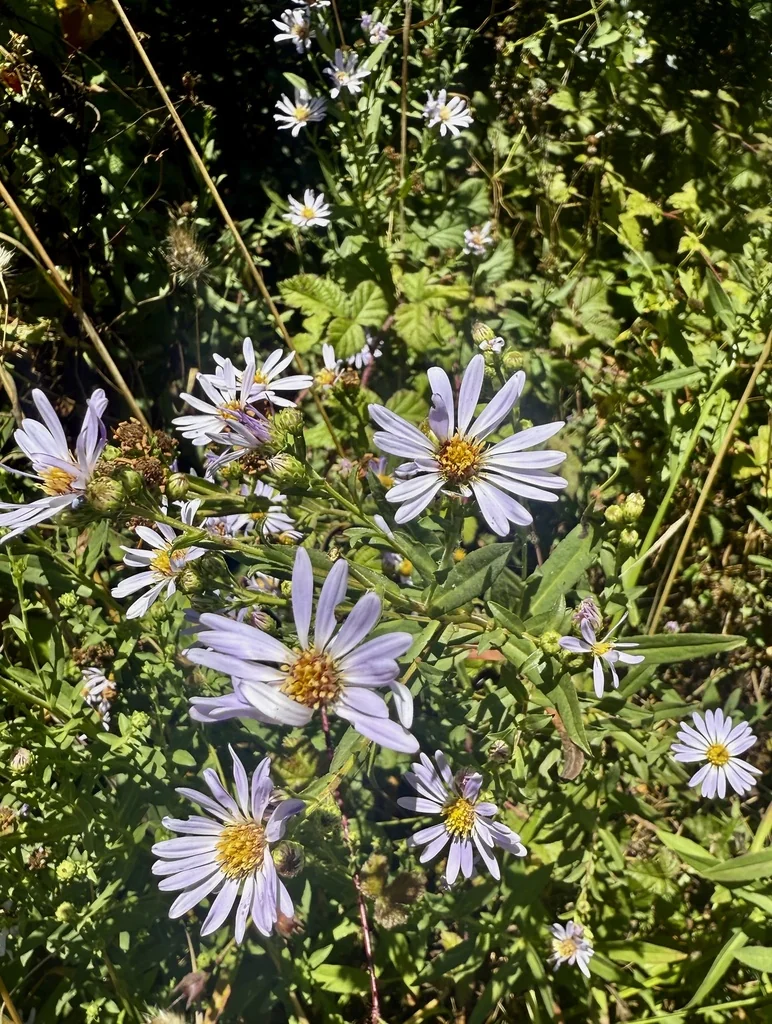 Symphyotrichum Chilense