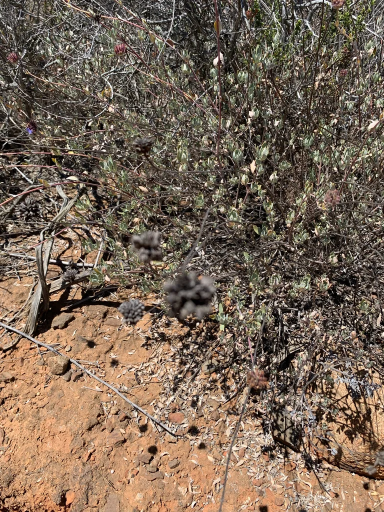Salvia Clevelandii