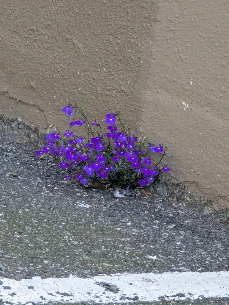 Lobelia erinus