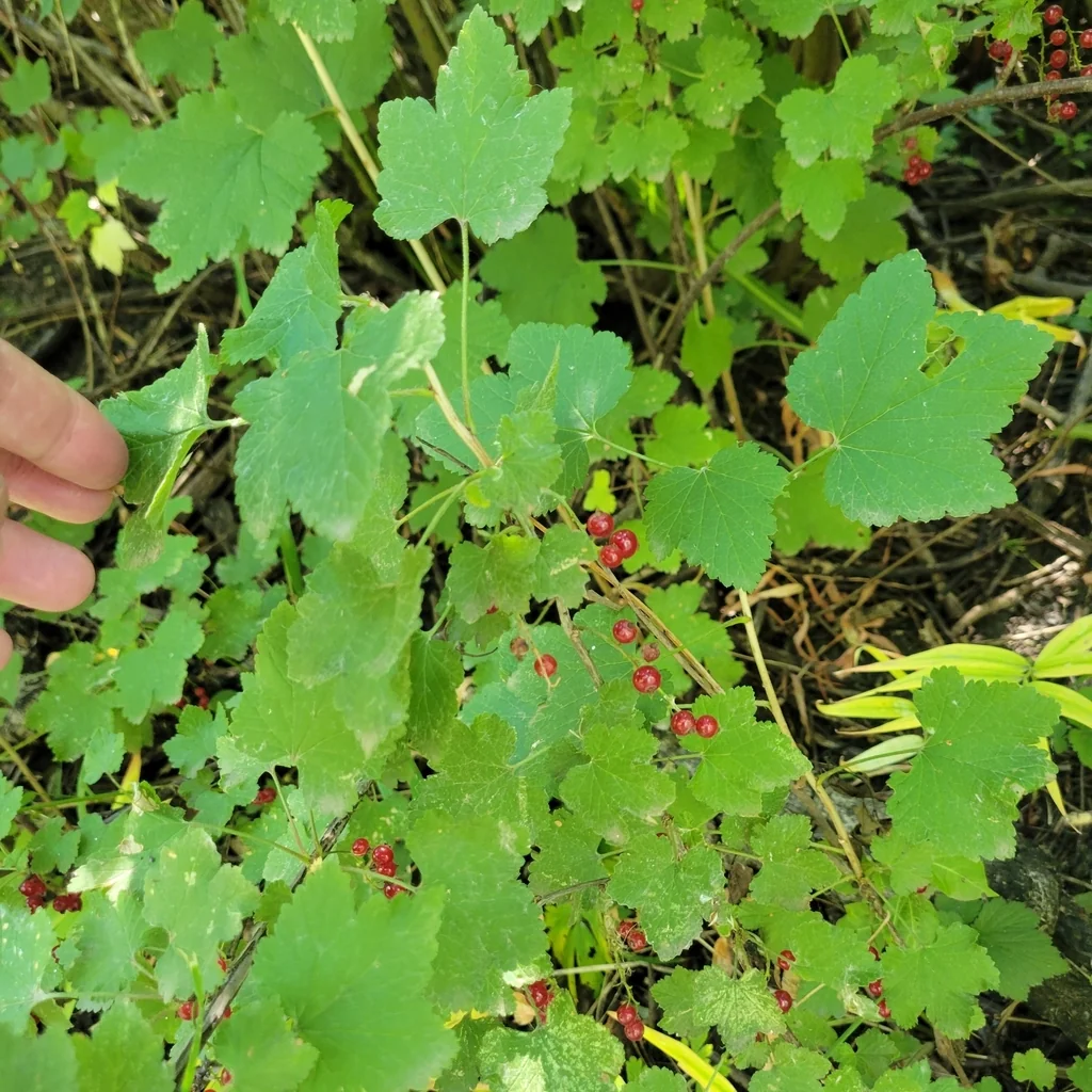 Ribes Rubrum