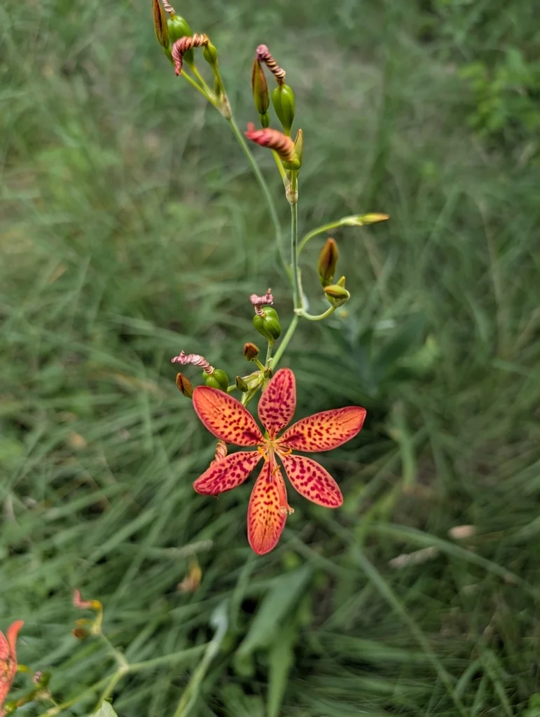 Iris Domestica