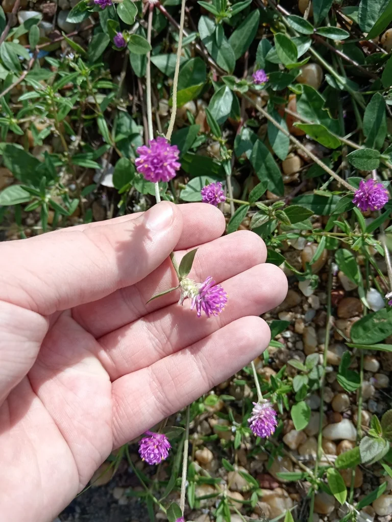 Gomphrena Globosa