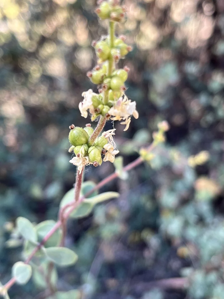 Lonicera Subspicata