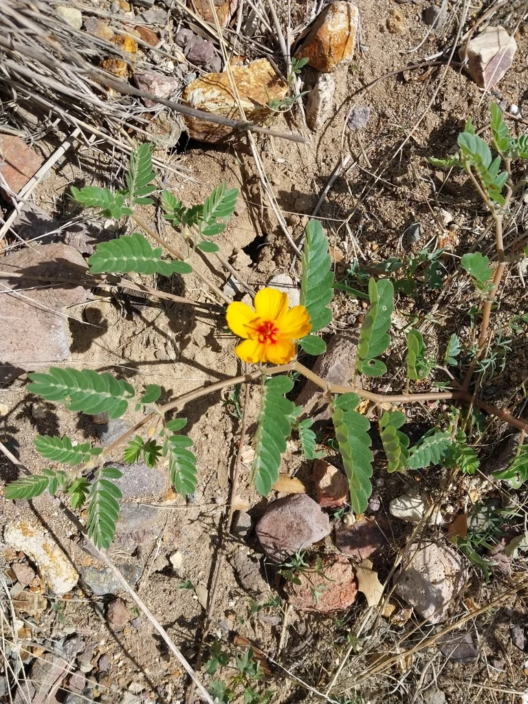 Kallstroemia Grandiflora