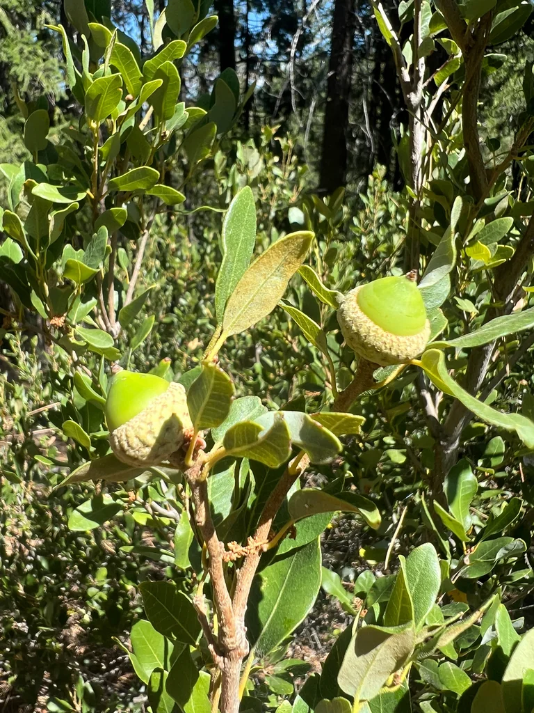 Quercus Vaccinifolia
