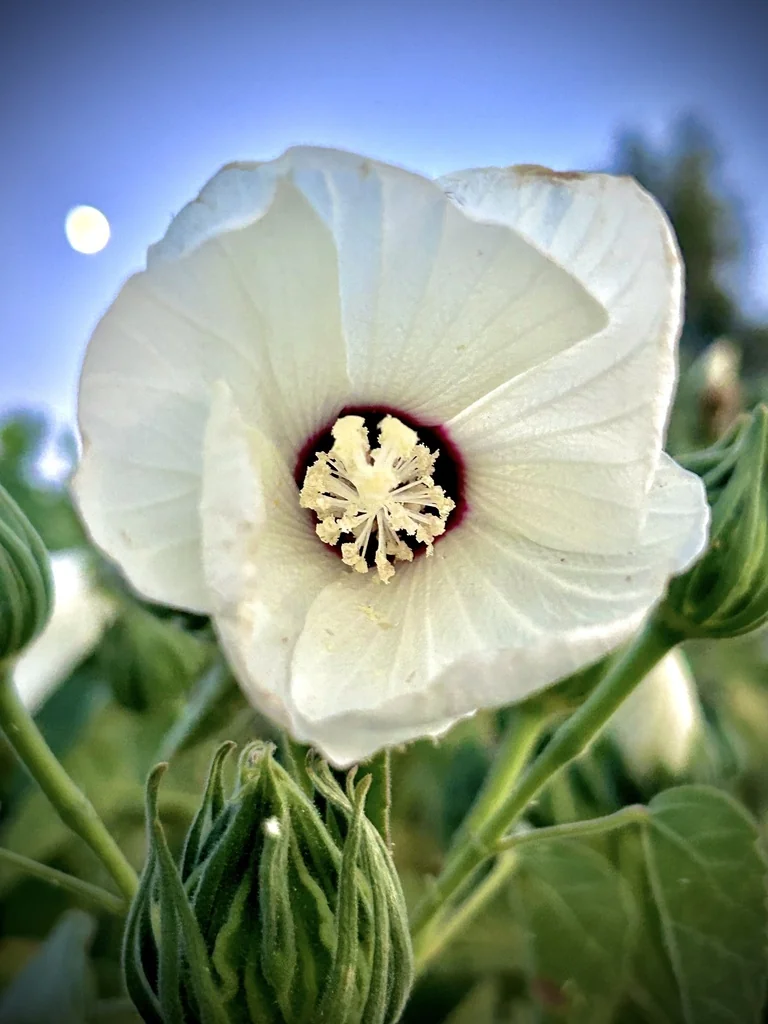 Hibiscus Lasiocarpos Var. Occidentalis
