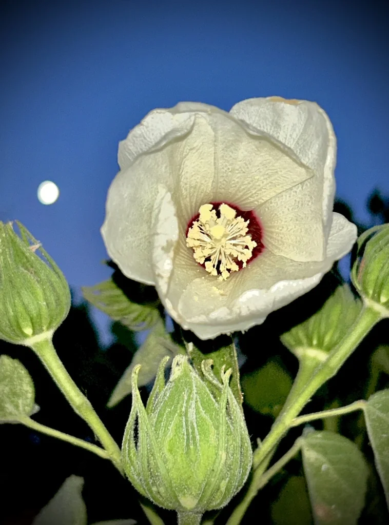 Hibiscus Lasiocarpos Var. Occidentalis