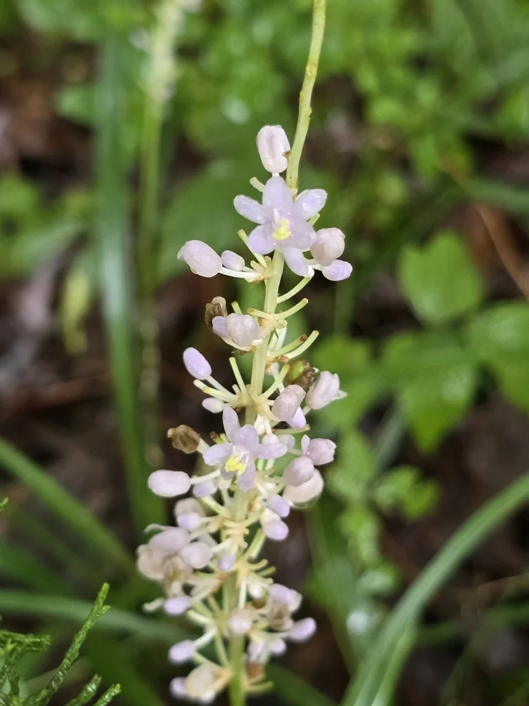 Liriope Spicata