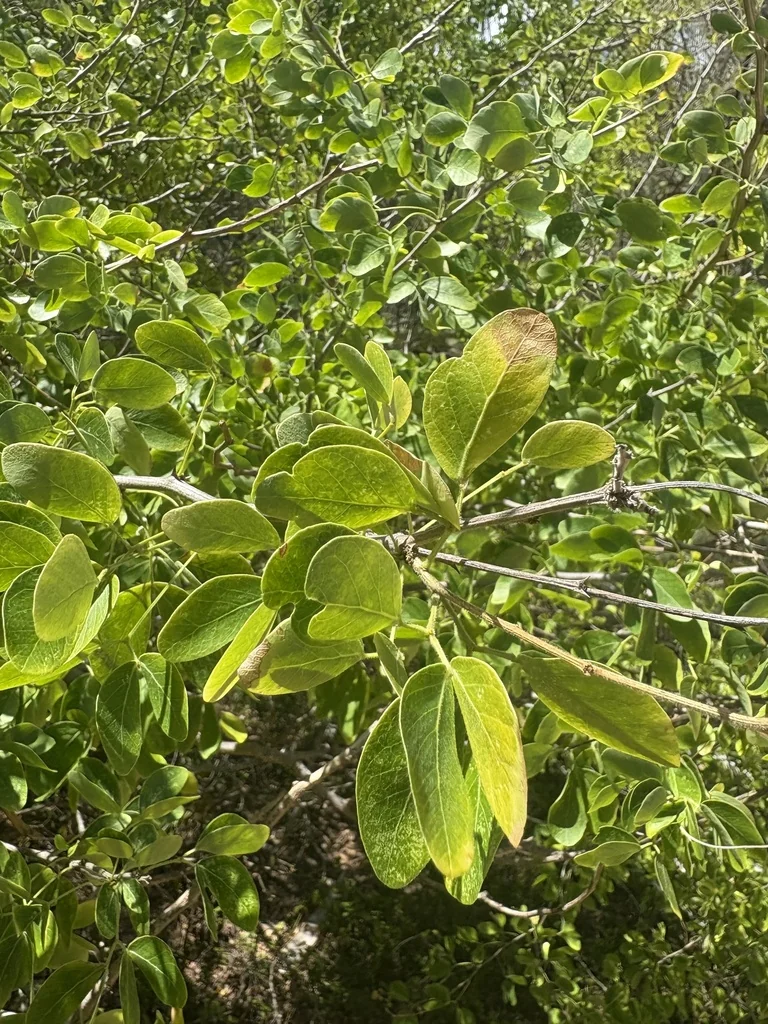 Pithecellobium Dulce
