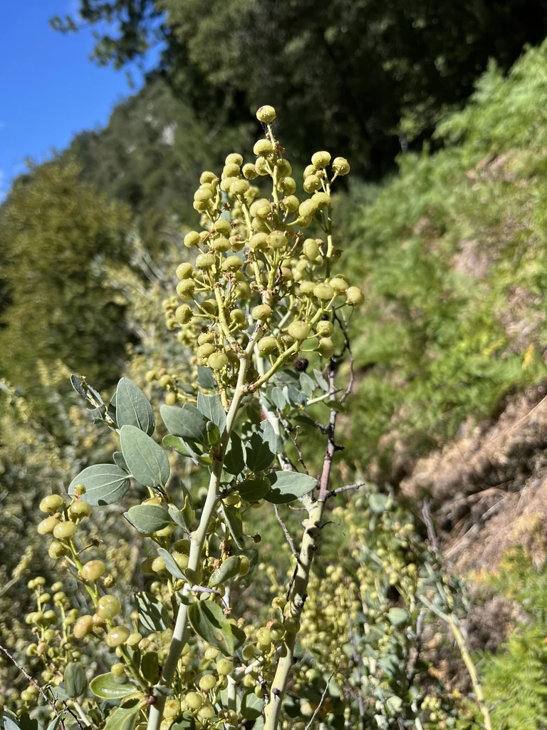 Ceanothus Leucodermis