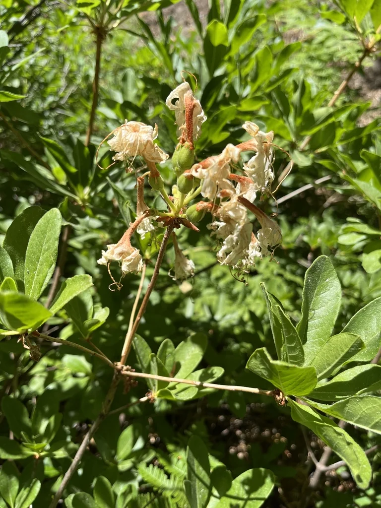 Rhododendron Occidentale