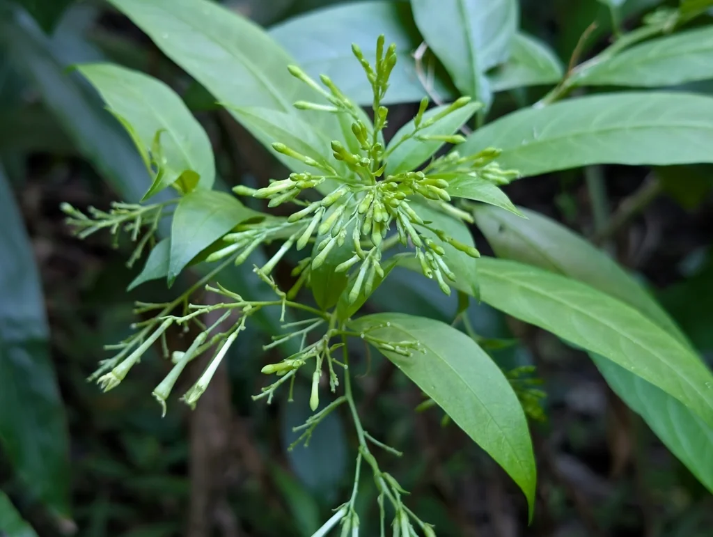 Cestrum Nocturnum