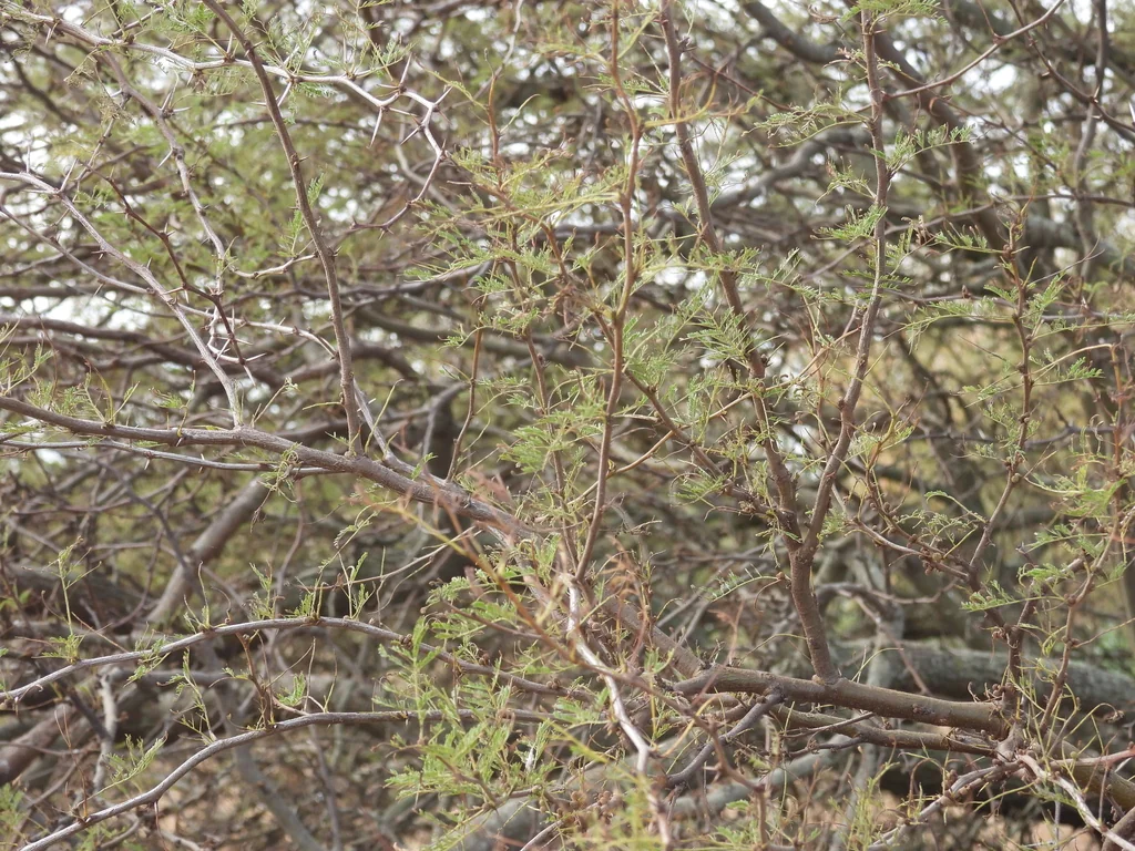 Caesalpinia Gilliesii