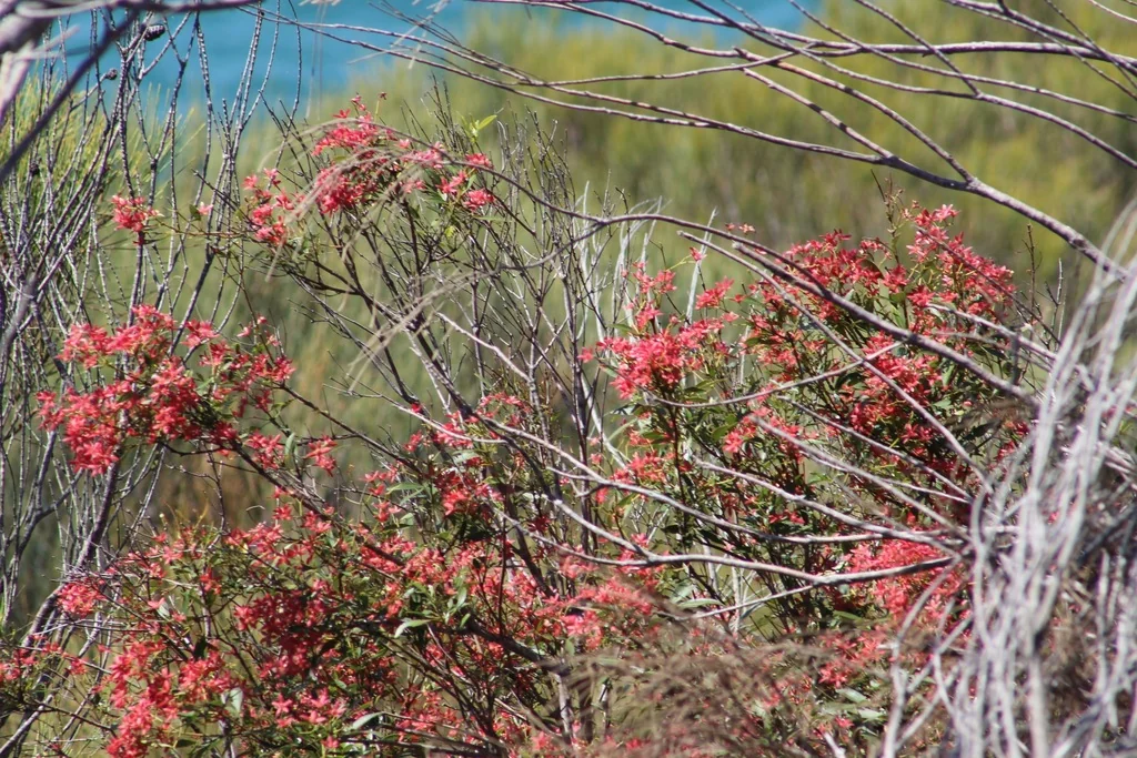 Ceratopetalum Gummiferum