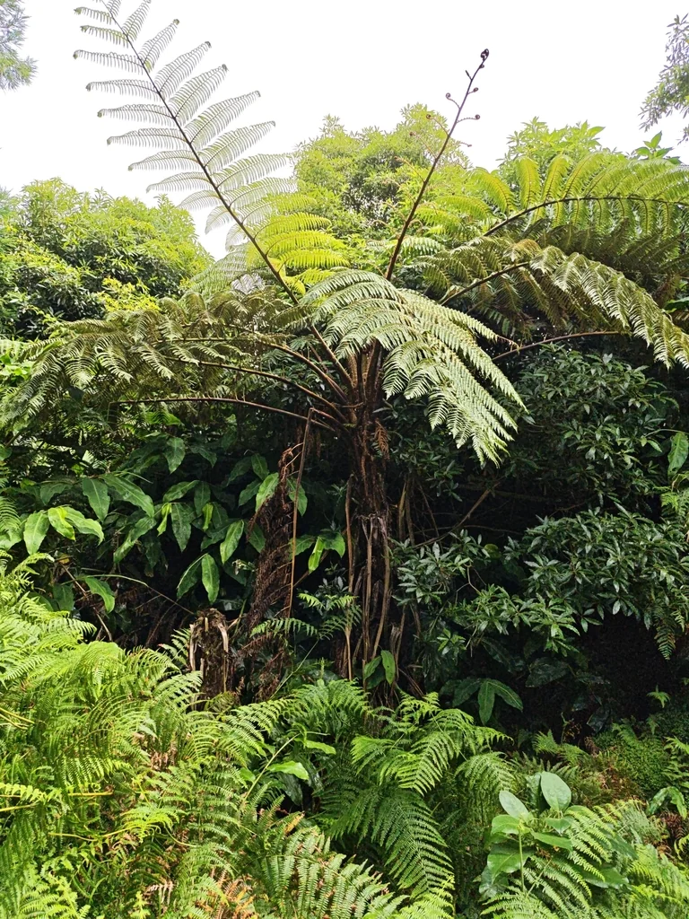 Cyathea cooperi