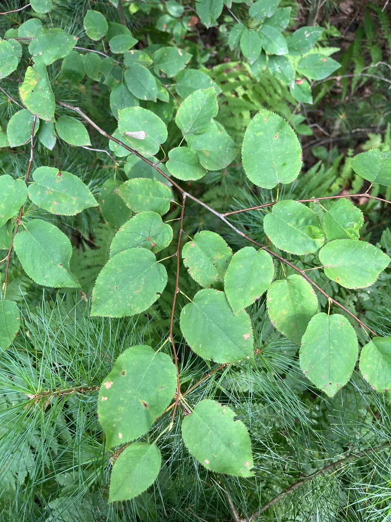 Amelanchier Laevis