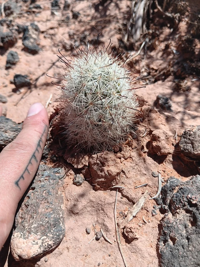 Mammillaria Tetrancistra