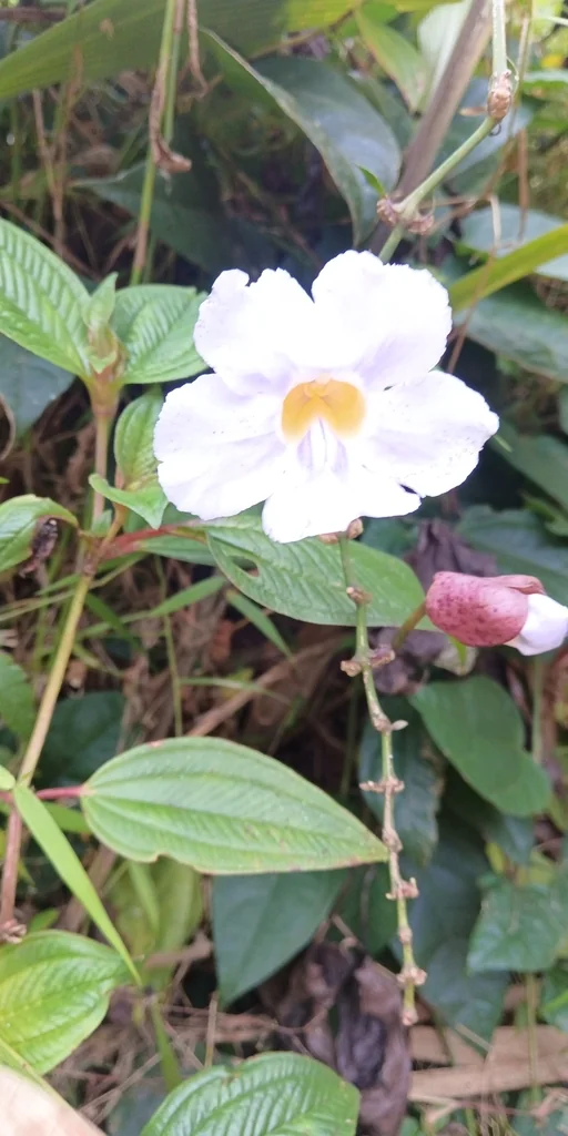Thunbergia Grandiflora