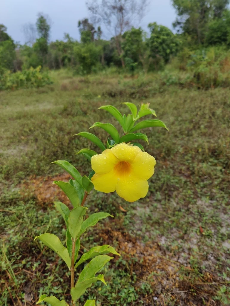 Allamanda Cathartica