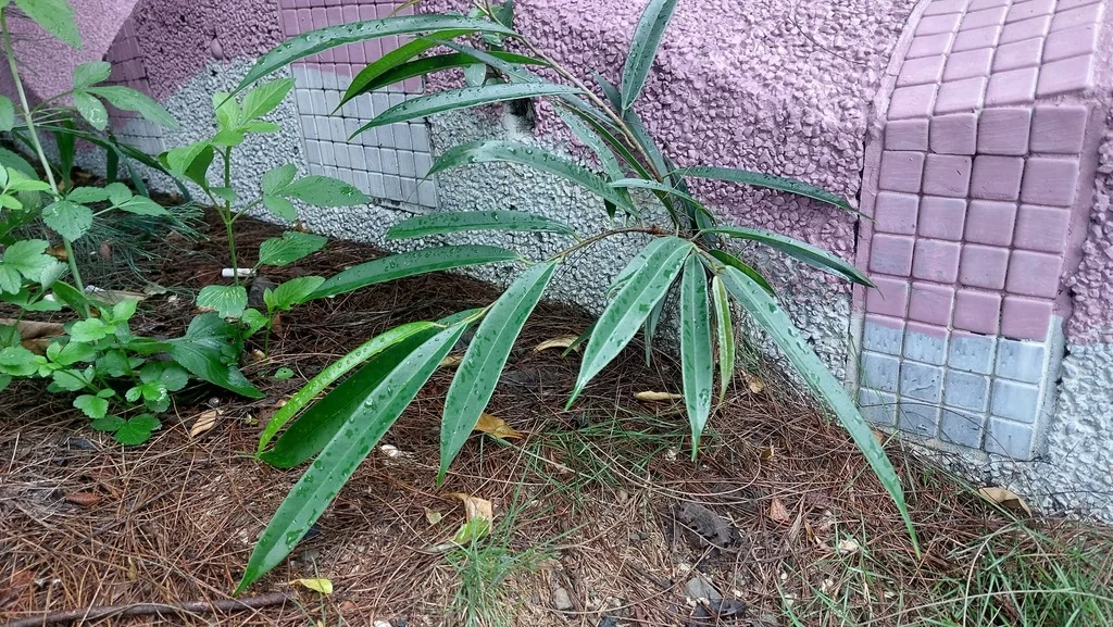 Ficus Maclellandii