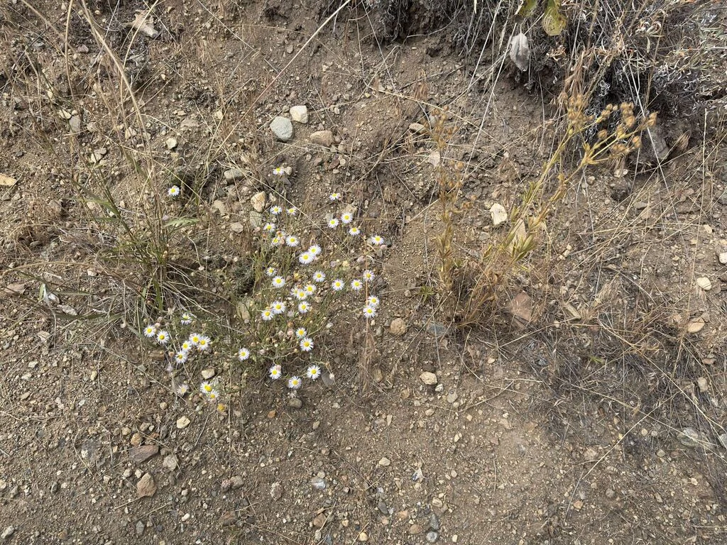 Erigeron Divergens