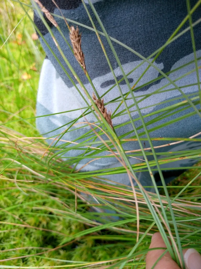 Carex Lasiocarpa
