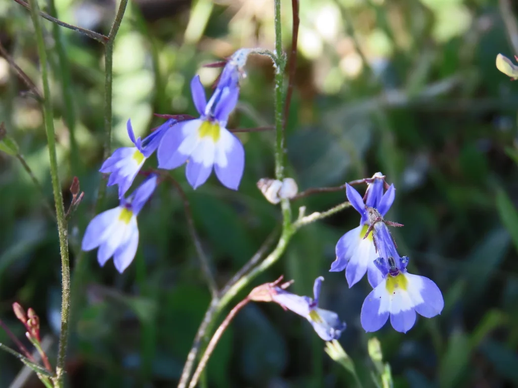 Lobelia erinus