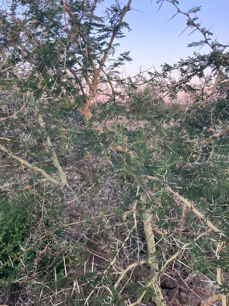 Acacia Xanthophloea